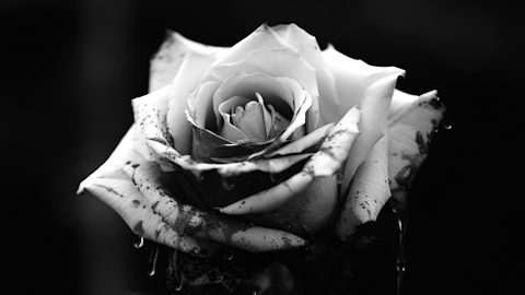 BBC Philharmonic - Romeo & Juliet | Saturday 21 February 2026